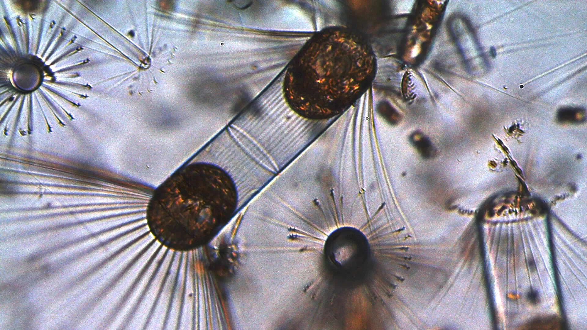 Microscopy image of phytoplankton.